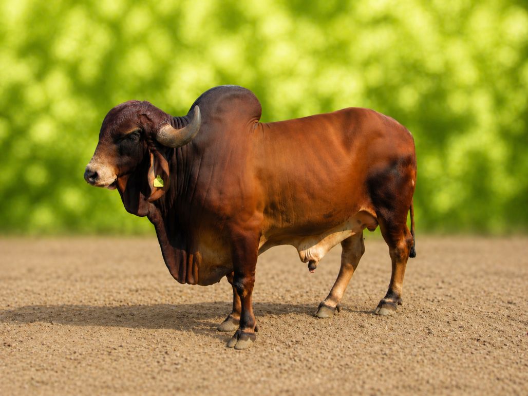 BAF-VIVEK