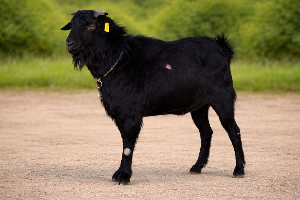 Balwan-GT